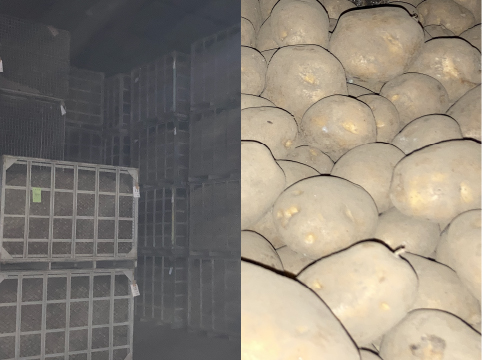 馬鈴薯の保管